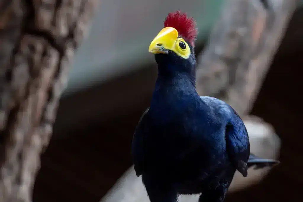 Close-up Image of Ross's Turaco