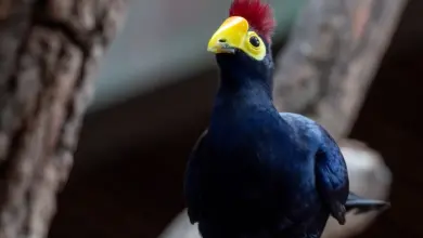 Close-up Image of Ross's Turaco
