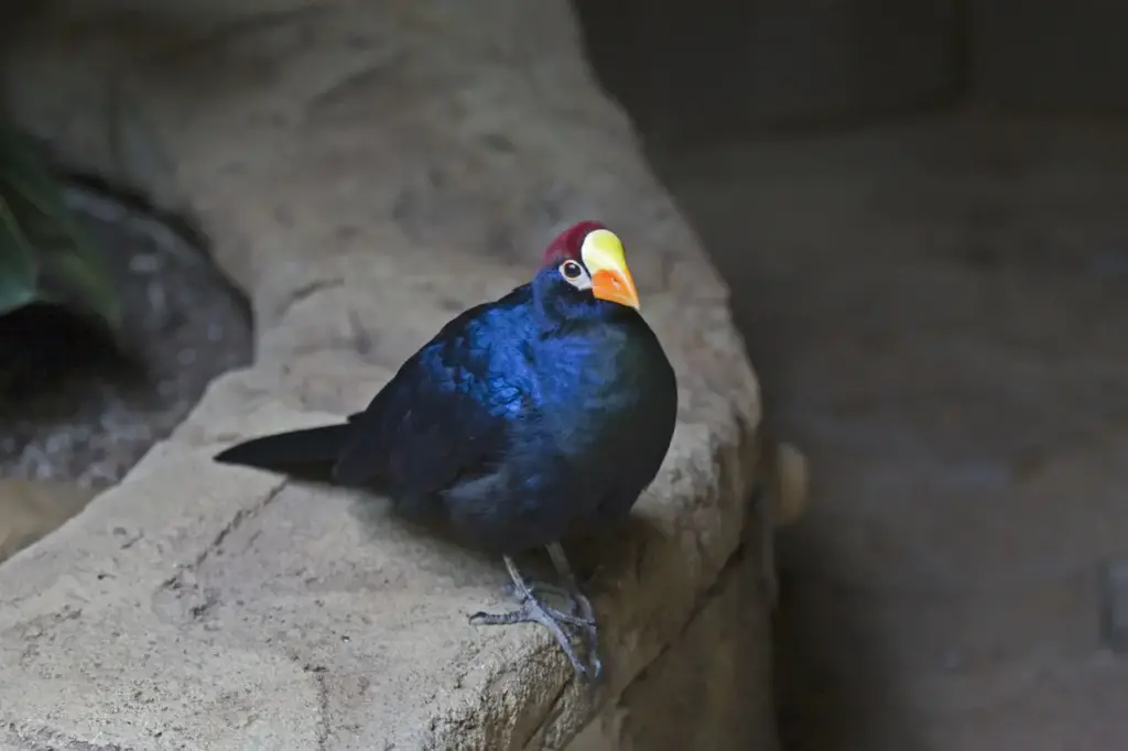 Ross's Turaco on a Rock 