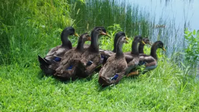 Young Rouen Ducks Walking On The Grass