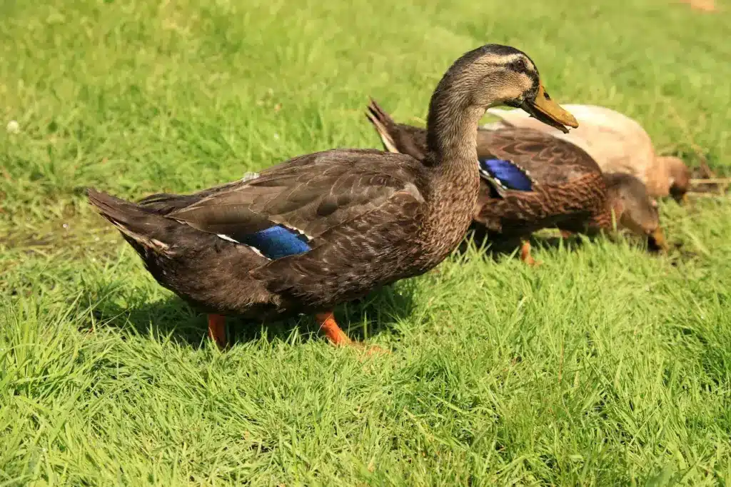 Rouen Ducks Looking for Food 