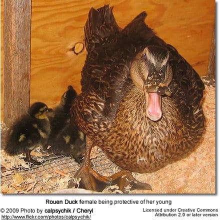 Rouen Duck hen being protective of her chicks