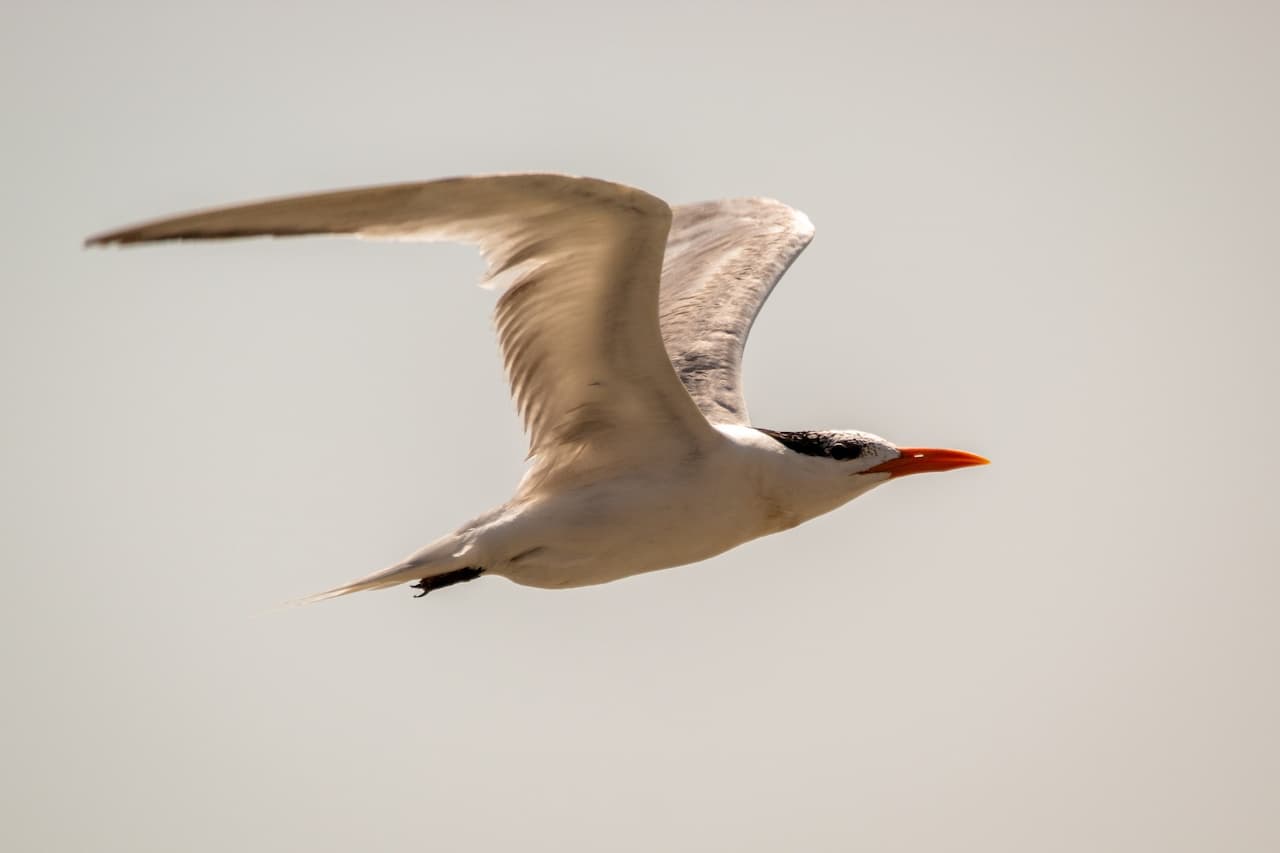 A Royal Elegant Tern flying in the sky.
