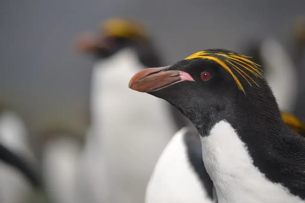 A Close Up Of Royal Penguin