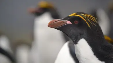 A Close Up Of Royal Penguin
