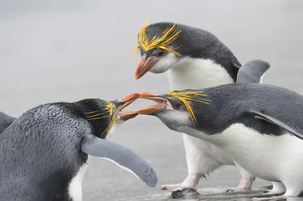Group of Royal Penguins Fighting 