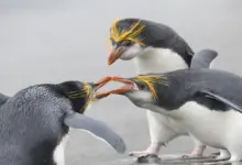 Group of Royal Penguins Fighting