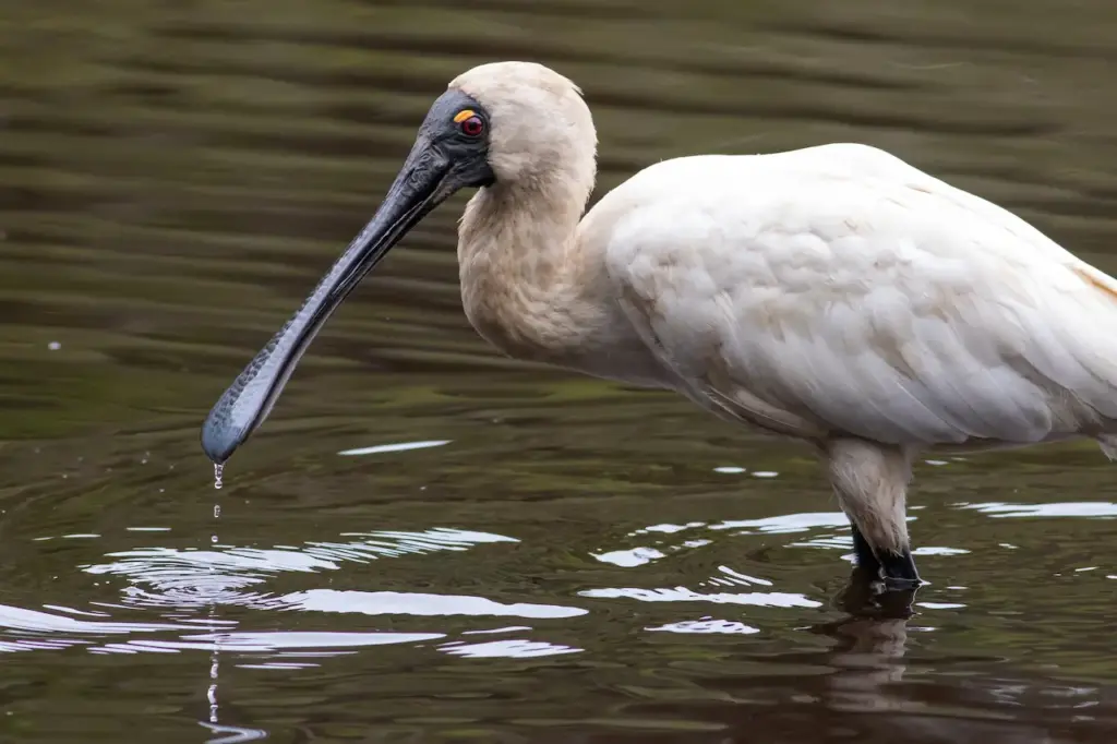 Royal Spoonbill Standing in the Water