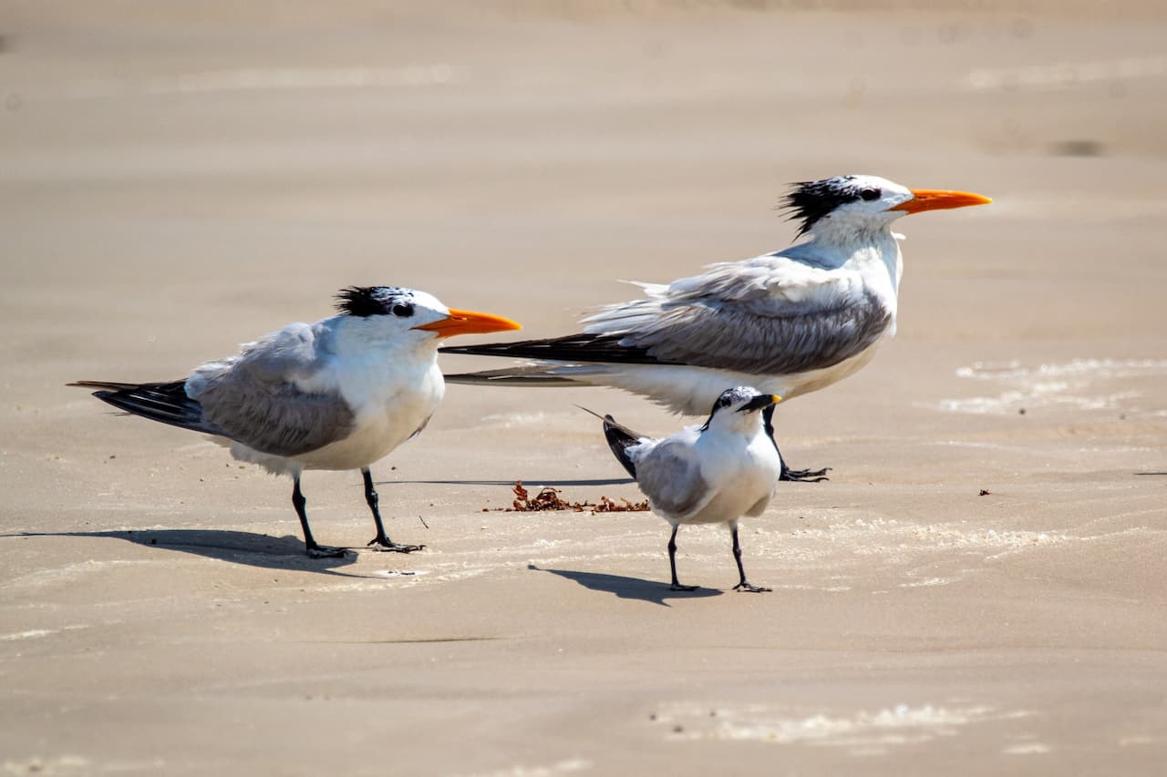 Three Royal Terns walking on the beachside searching for food.