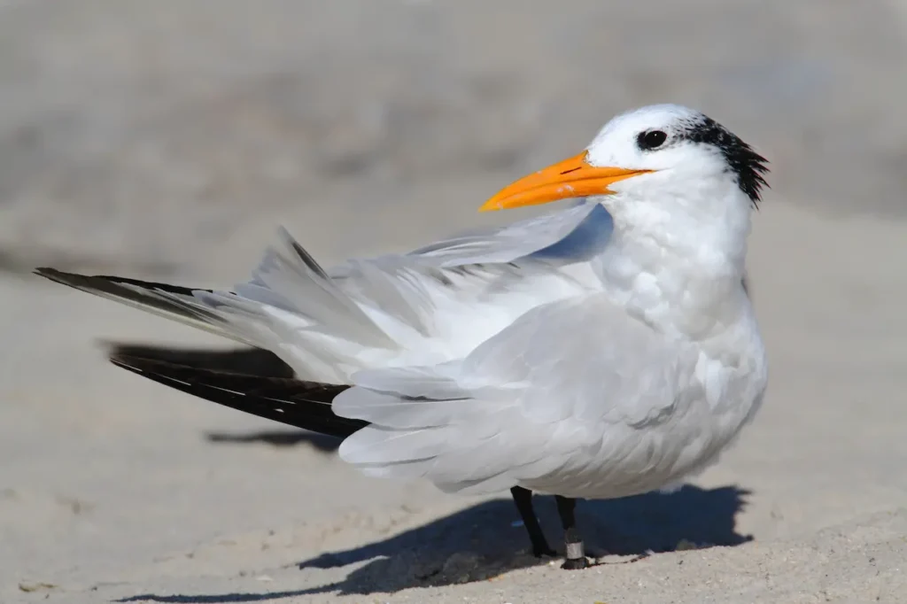 Royal Terns on the Sand 