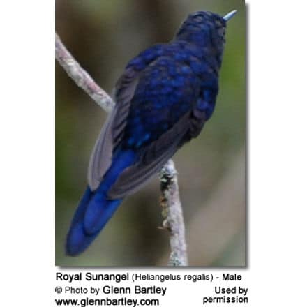 Royal Sunangel (Heliangelus regalis) - Male