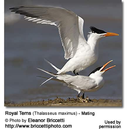 Royal Tern (Thalasseus maximus syn. Sterna maxima)