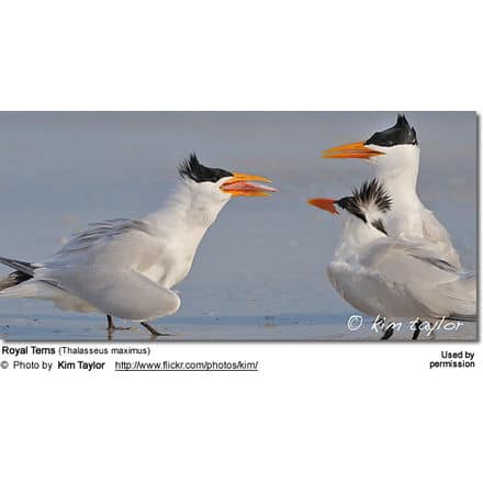 Royal Terns (Thalasseus maximus)