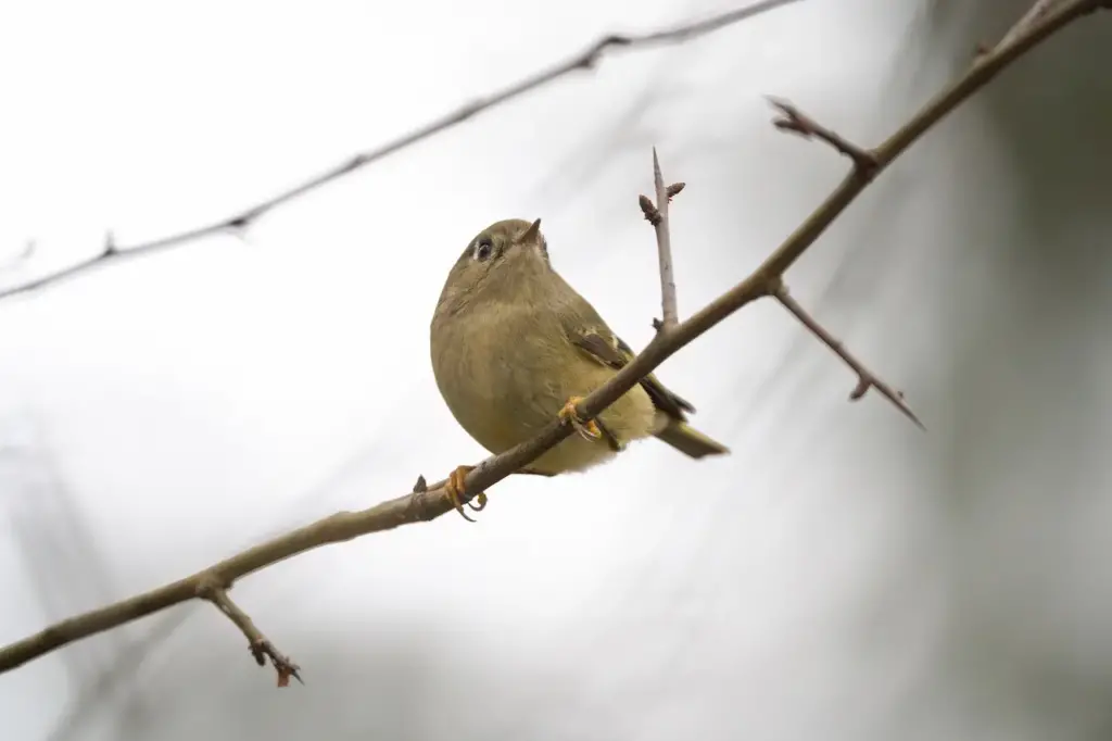Ruby-crowned Kinglets Perched On A Tree 