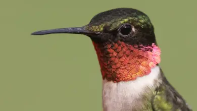 Face Of The Ruby-throated Hummingbird Migration