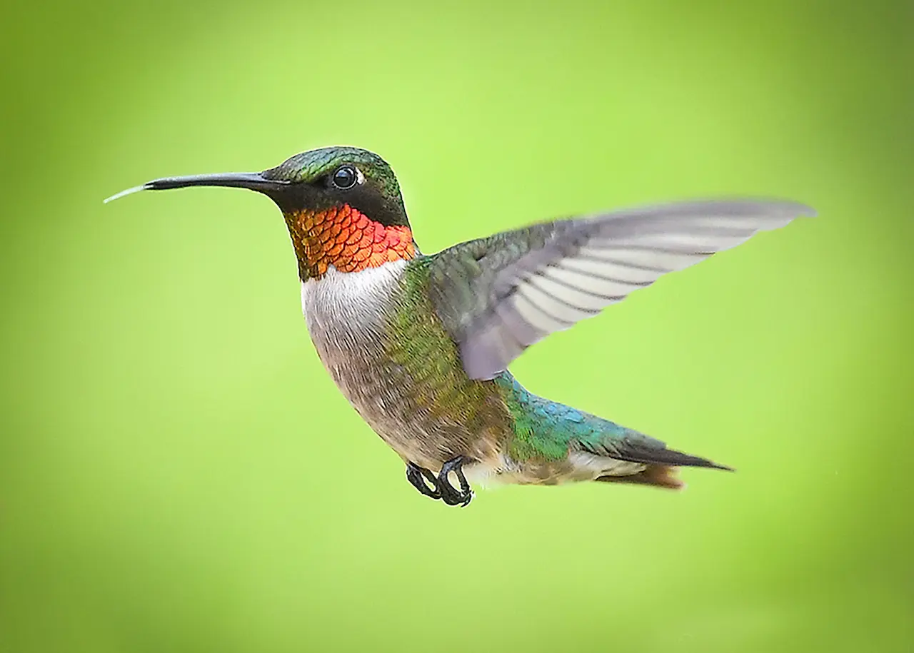 The Ruby-throated Hummingbirds Is On Its Way To Hunt
