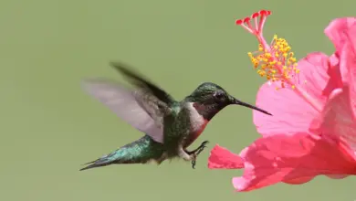 Ruby-throated Hummingbirds Diet and Feeding in Food