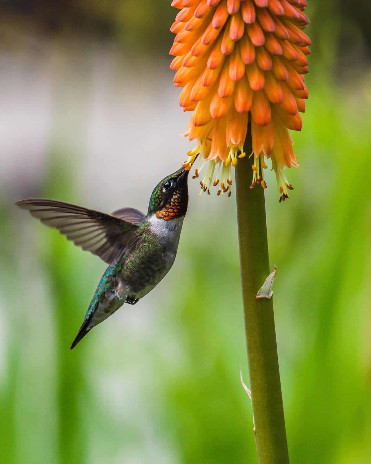 The Ruby-throated Hummingbird Feeds In The Flowers