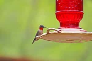 A Ruby Throated Hummingbird