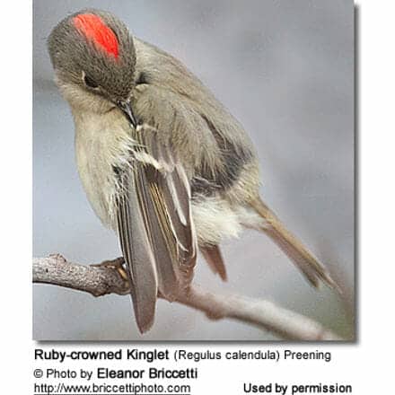 Ruby-crowned Kinglet (Regulus calendula) Preening