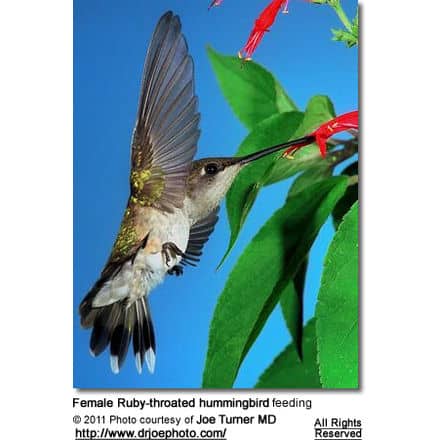 Ruby-throated Hummingbird (Archilochus colubris) 