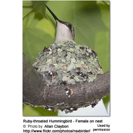 Ruby-throated Hummingbird - Female on nest