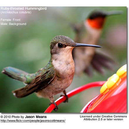 Ruby-throated Hummingbird (Archilochus colubris