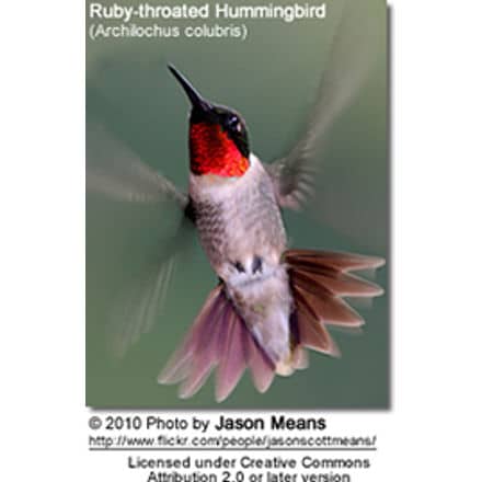 Image of a Ruby-throated Hummingbird (Archilochus colubris) in mid-flight with wings spread and a vibrant red throat, commonly found in Illinois, USA. The background is blurred, emphasizing the hummingbird. Photo credit: Jason Means, licensed under Creative Commons Attribution 2.0.