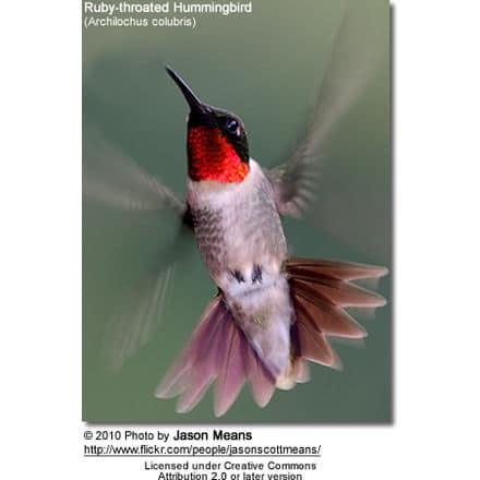 Ruby-throated Hummingbird (Archilochus colubris),
