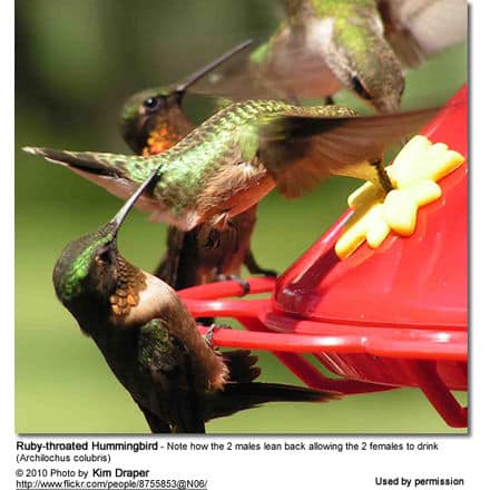 Female Ruby-throated Hummingbird - 2 Males leaning back allowing the 2 females to drink