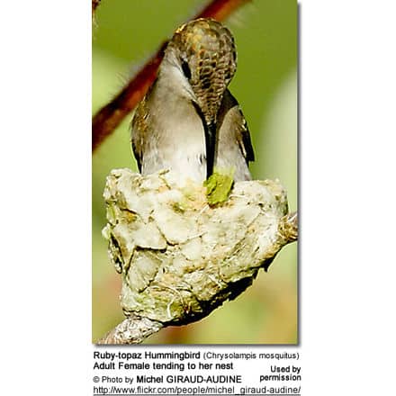 Ruby-topaz Hummingbird (Chrysolampis mosquitus) Adult Female tending to her nest