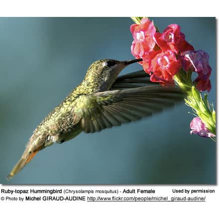 Ruby-topaz Hummingbird (Chrysolampis mosquitus) - Adult Female