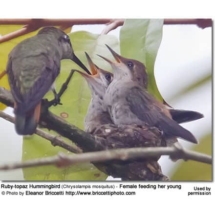Ruby-topaz Hummingbird (Chrysolampis mosquitus) - Female feeding her young