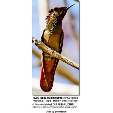Ruby-topaz Hummingbird (Chrysolampis mosquitus) - Adult Male in unfavorable light