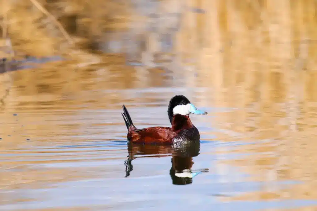 Ruddy Duck Swimming Alone in the Water