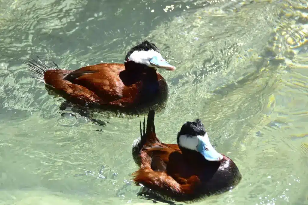Ruddy Ducks Swims on the Clear Water 