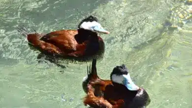 Ruddy Ducks Swims on the Clear Water