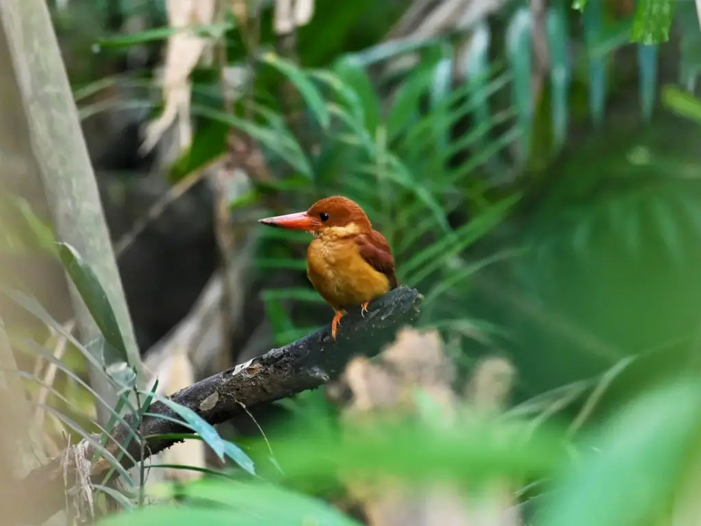 A Ruddy Kingfisher Perched On The Tree