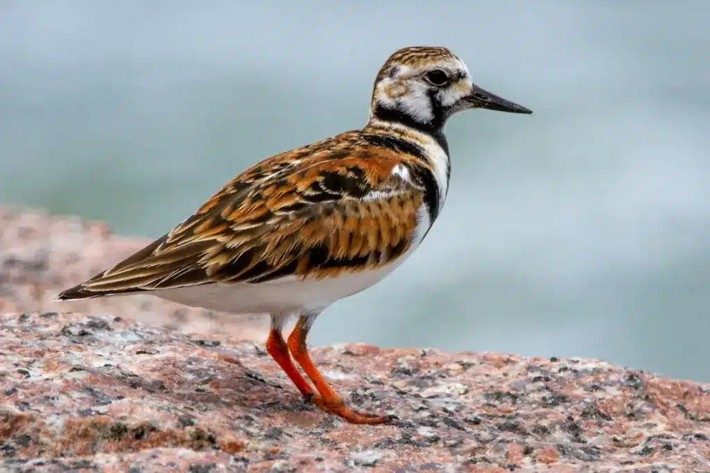 A Ruddy Turnstone Bird is Standing Near the Shore.