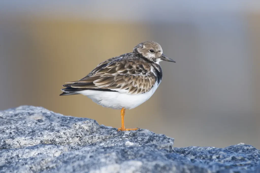 Ruddy Turnstones 
