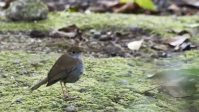 Ruddy-capped Nightingale Thrush Looking For Food