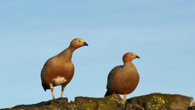 Two Ruddy-headed Geese Resting On A Rock