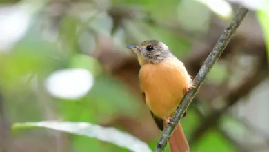Ruddy-tailed Flycatchers Looking For Food