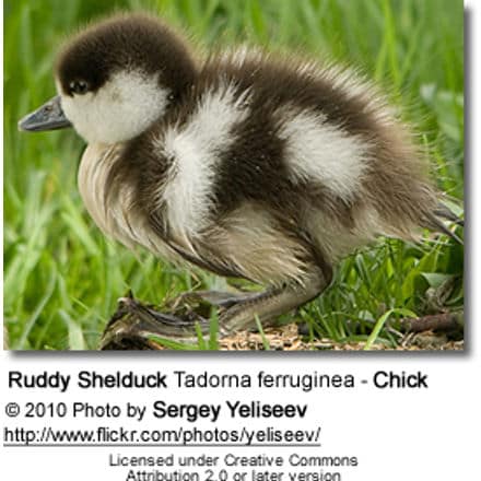 Ruddy Shelduck Tadorna ferruginea - Chick