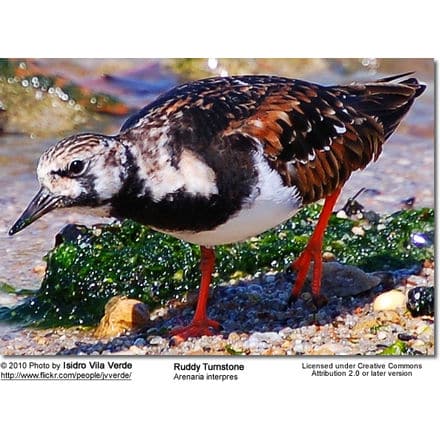 Ruddy Turnstone (Arenaria interpres) 