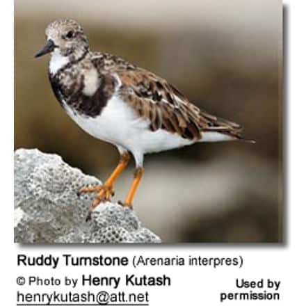 Ruddy Turnstone (Arenaria interpres)