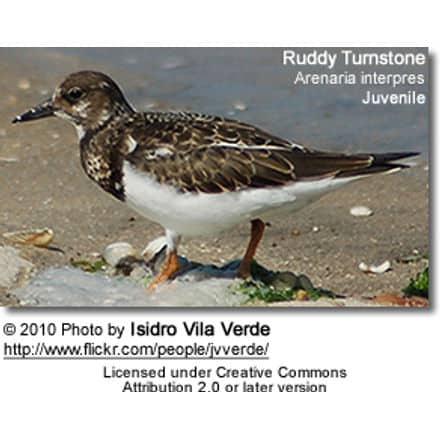 Turnstones