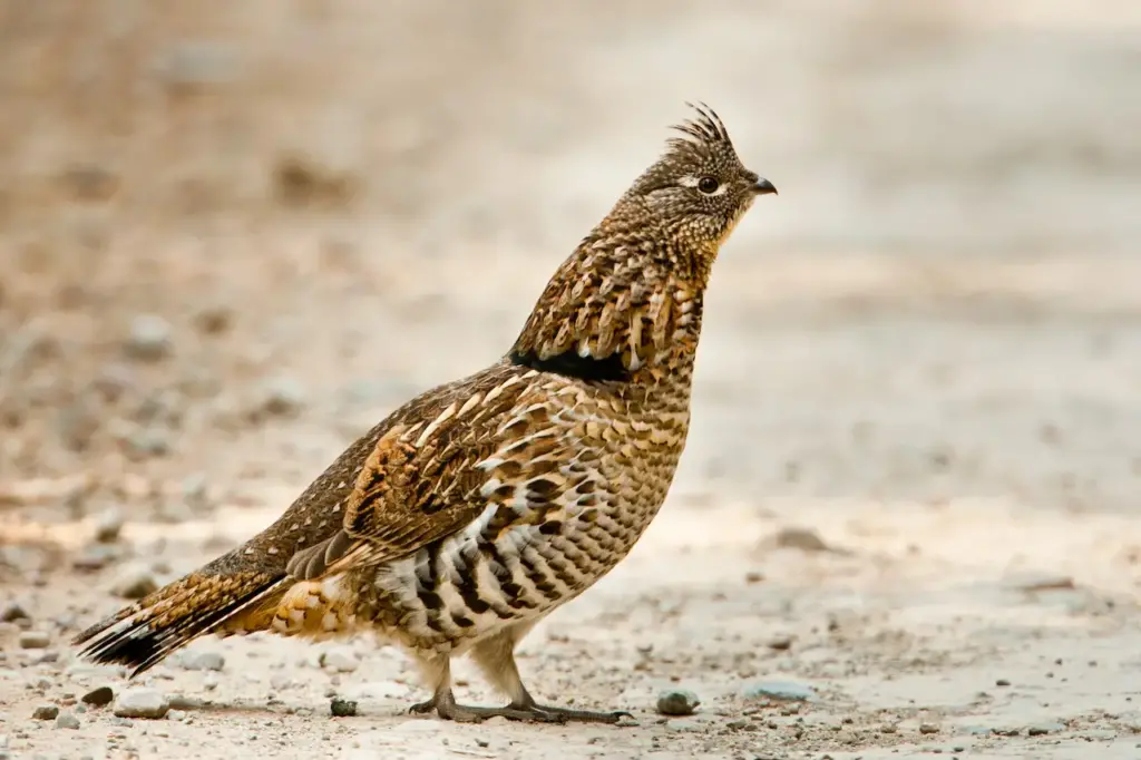 Ruffed Grouse on the Ground  
