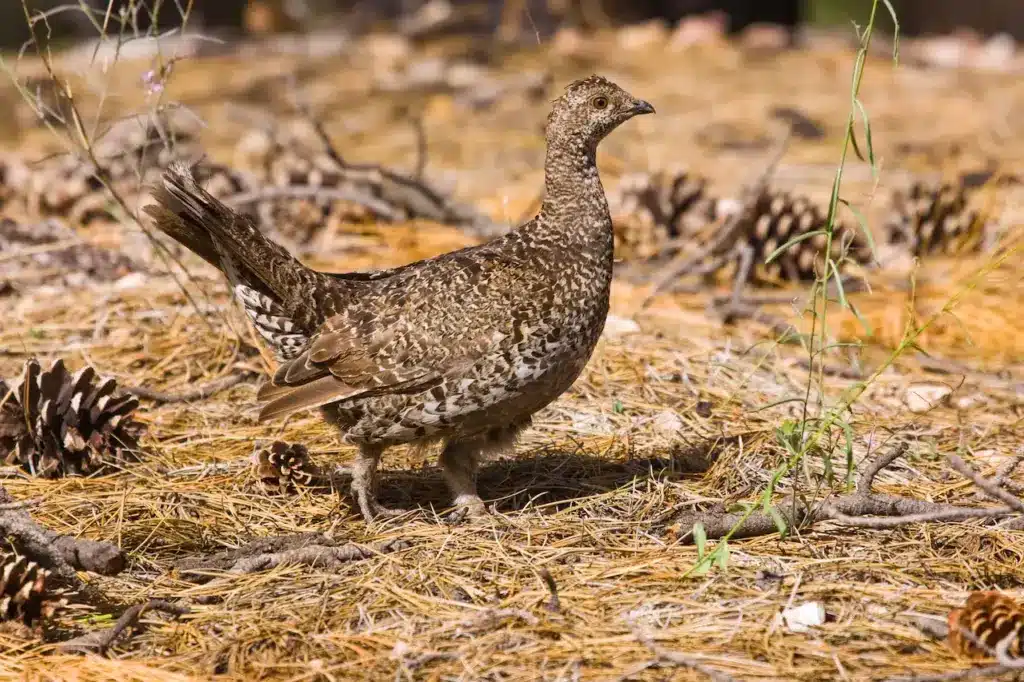 Ruffed Grouse Foraging in Forest 