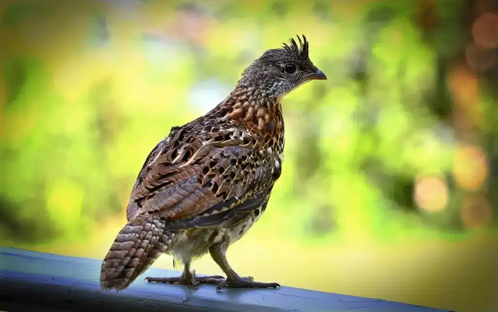 Ruffed Grouse Observing Its Surroundings 